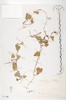 紅花野牽牛藏品圖，第1張