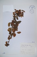 呂宋莢迷藏品圖，第1張