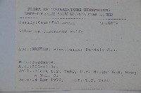 呂宋莢迷藏品圖，第2張