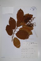 厚殼樹藏品圖，第1張