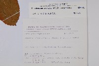 厚殼樹藏品圖，第2張