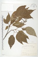 梜木藏品圖，第1張