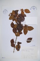 呂宋莢迷藏品圖，第1張