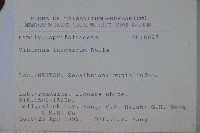 呂宋莢迷藏品圖，第2張