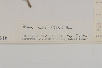 柔毛艾納香藏品圖，第3張