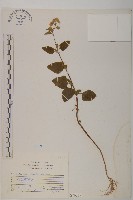 霍香薊藏品圖，第1張