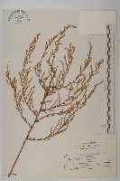 茵蔯蒿藏品圖，第1張