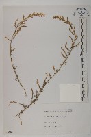 茵蔯蒿藏品圖，第1張