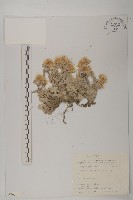 尼泊爾籟簫藏品圖，第1張