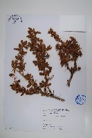 玉山小蘗藏品圖，第1張