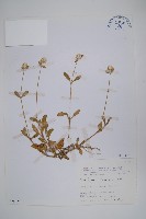 假千日紅藏品圖，第1張