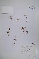 山桔梗藏品圖，第1張