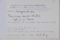 山桔梗藏品圖，第2張