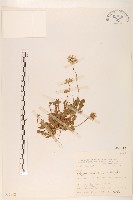 玉山飛蓬藏品圖，第1張