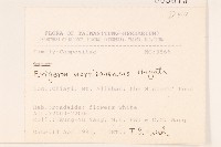 玉山飛蓬藏品圖，第2張