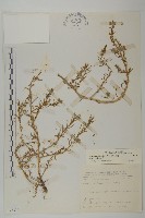 裸花鹼蓬藏品圖，第1張