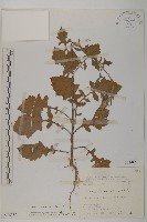 裂葉艾納香藏品圖，第1張