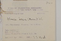 裂葉艾納香藏品圖，第2張