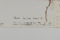 裂葉艾納香藏品圖，第3張