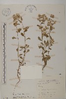 生毛將軍藏品圖，第1張