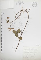 絡石藏品圖，第1張