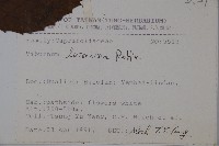 呂宋莢迷藏品圖，第2張