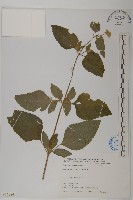 凹葉越橘藏品圖，第1張