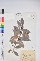 珍珠花、長尾葉越橘藏品圖，第1張
