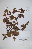 狹葉莢迷藏品圖，第1張