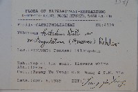 狹葉莢迷藏品圖，第2張