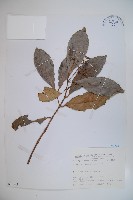 珊瑚樹藏品圖，第1張