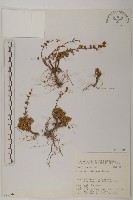 高山艾藏品圖，第1張