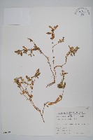 假千日紅藏品圖，第1張