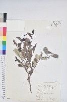 細葉饅頭果藏品圖，第1張