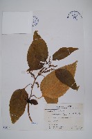 多子漿果莧藏品圖，第1張