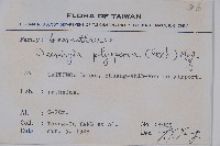 多子漿果莧藏品圖，第2張