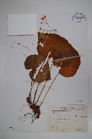 蘭嶼秋海棠藏品圖，第1張