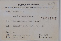 蘭嶼秋海棠藏品圖，第2張