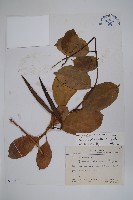 爬森藤藏品圖，第1張