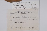 爬森藤藏品圖，第2張