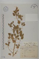 變葉藜藏品圖，第1張