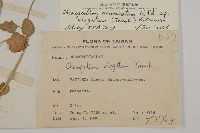 變葉藜藏品圖，第2張