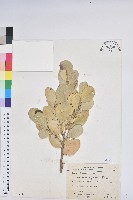 白樹仔藏品圖，第1張