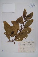 多子漿果莧藏品圖，第1張