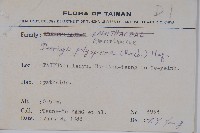 多子漿果莧藏品圖，第2張