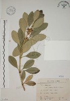 蘭嶼念珠藤藏品圖，第1張