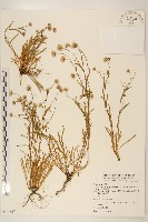 福山氏飛蓬藏品圖，第1張