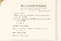 福山氏飛蓬藏品圖，第2張