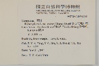 小白花鬼針藏品圖，第2張