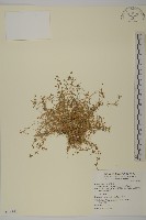 瓜槌草、漆姑草藏品圖，第1張